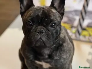 French Bulldog dogs French Bulldog - Show Quality in Alexandria - Advert 11