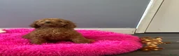 Cavapoo dogs for sale: Stunning Red Cavapoo  - Advert 7