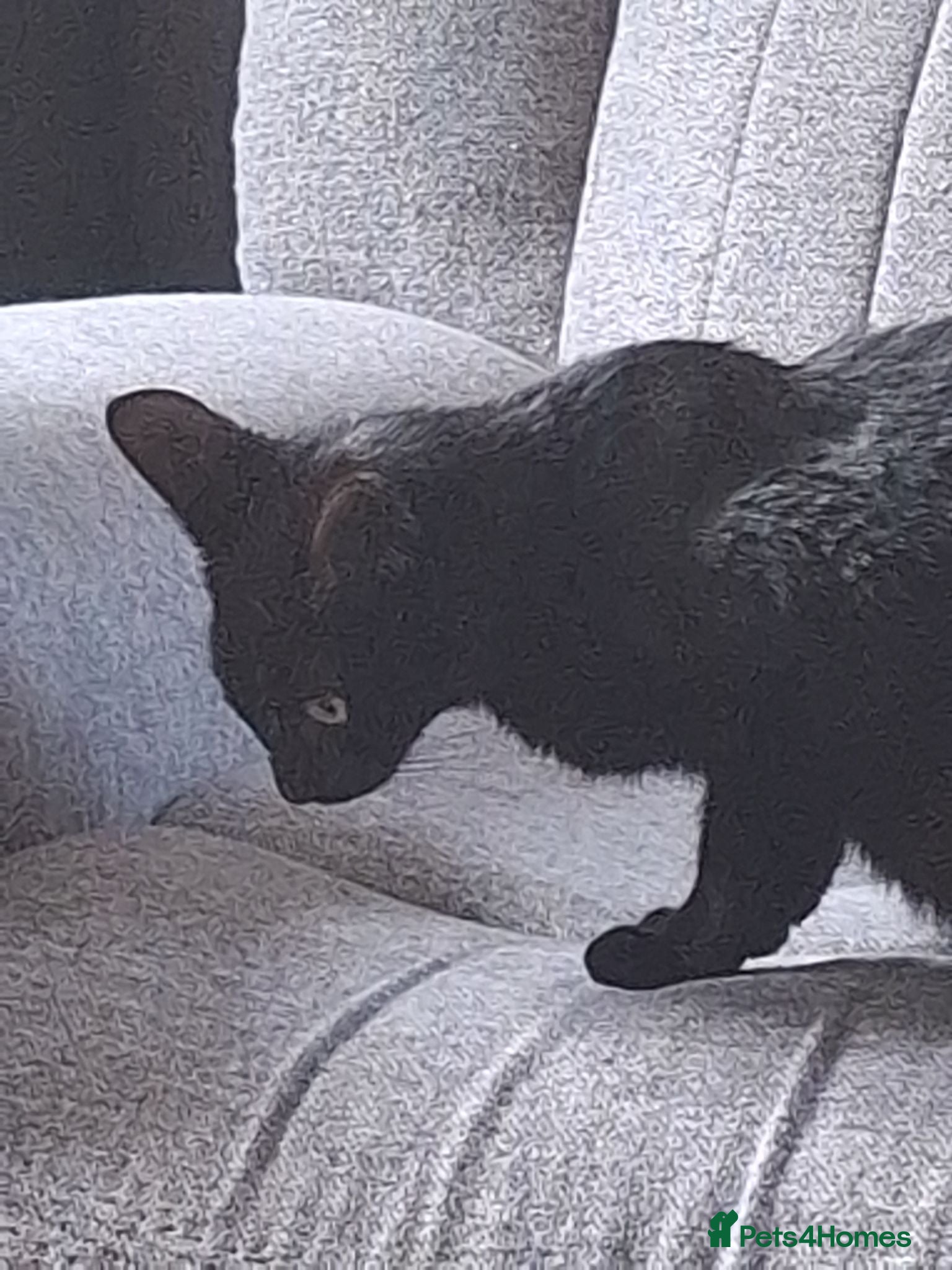 Mixed Breed cats Kittens for sale - Advert 1