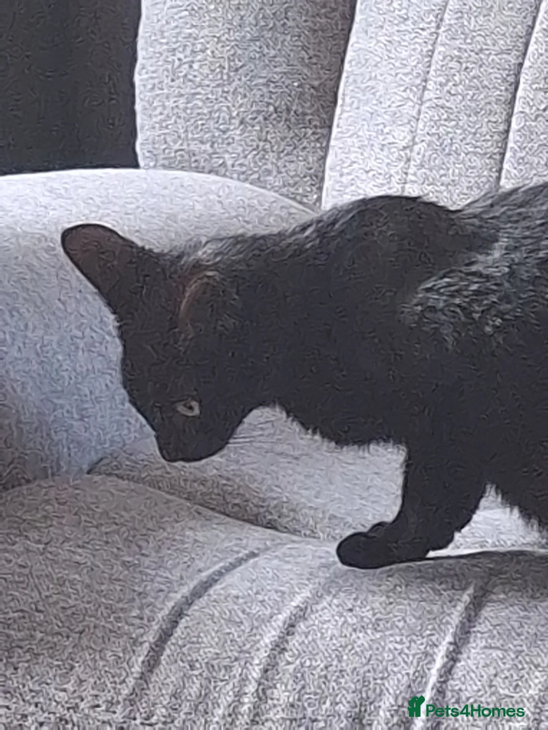 Mixed Breed cats for sale: Kittens for sale - Advert 1