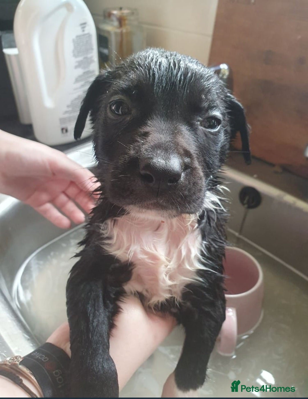 Mixed Breed dogs for sale: German sherperd-colliestaffie  - Image 7