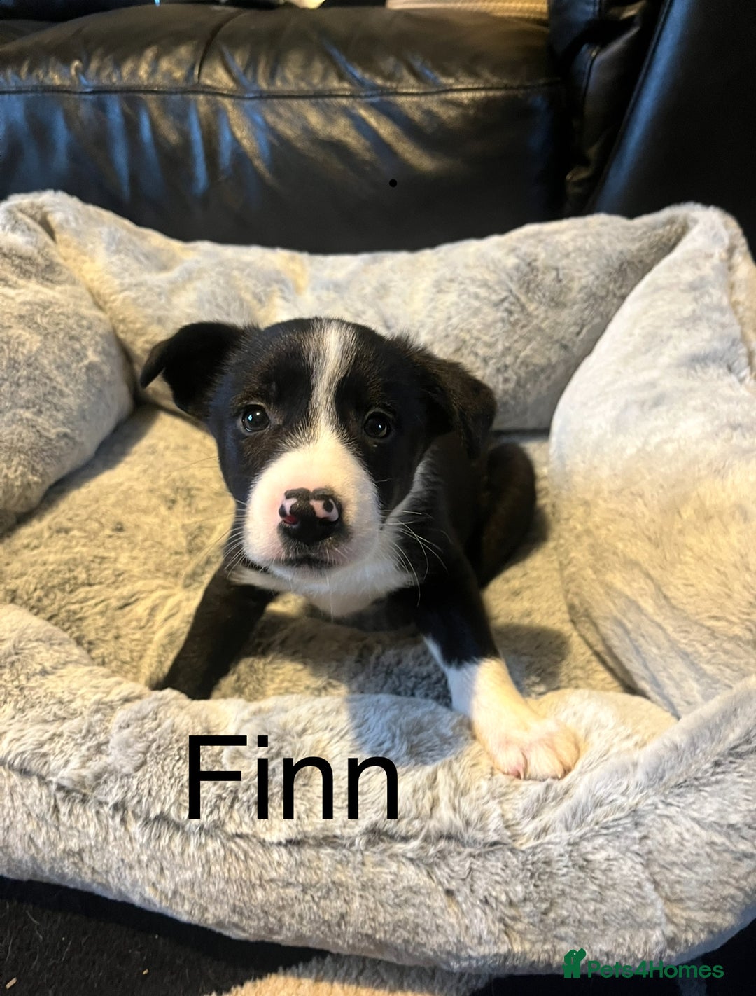 Border Collie dogs for sale: Lovely litter of 6 border collie puppies - Advert 1