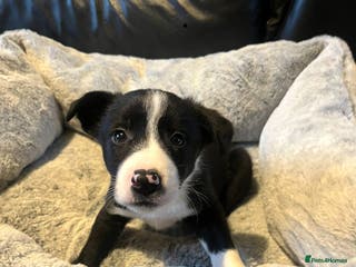 Border Collie dogs Lovely litter of 6 border collie puppies - Advert 3