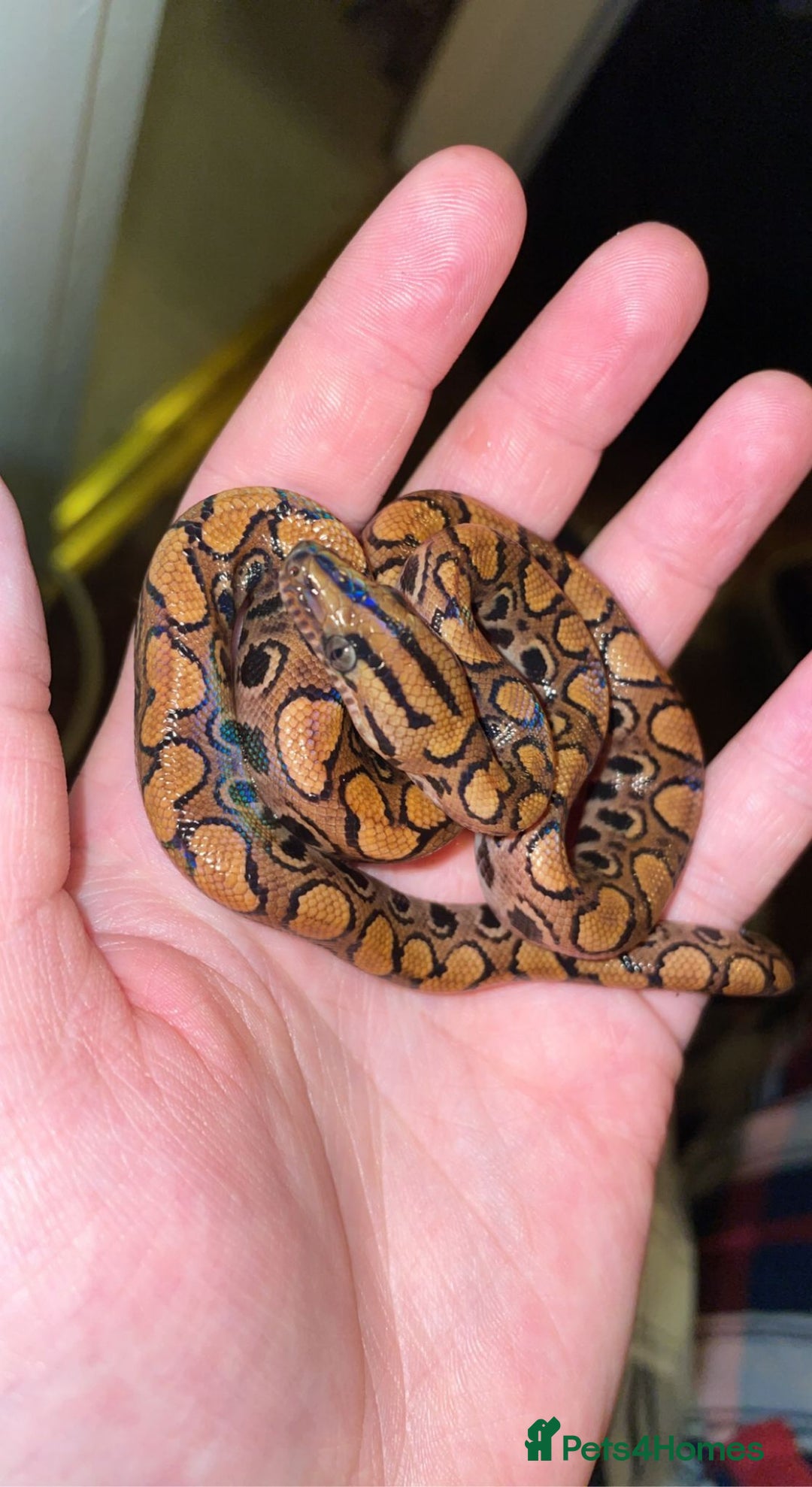 Snake reptiles for sale: Baby Brazilian rainbow boa  - Advert 3