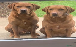 Labrador Retriever dogs for stud: Dark Fox Red Labrador For Stud in Leeds - Image 17