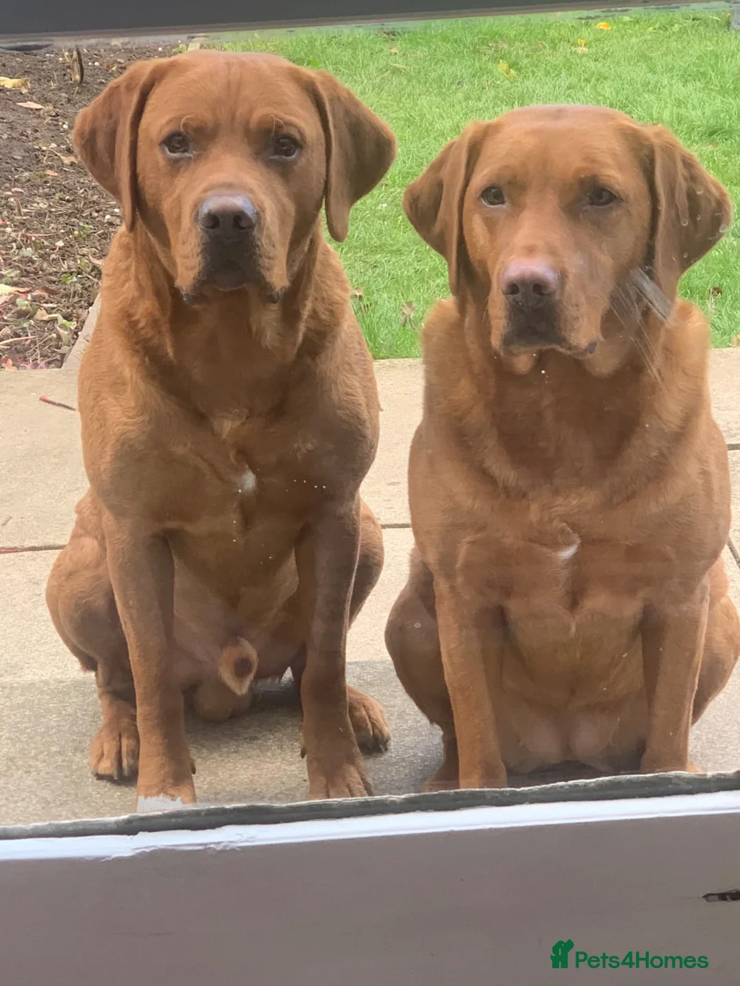 Labrador Retriever dogs for stud: Dark Fox Red Labrador For Stud in Leeds - Advert 17