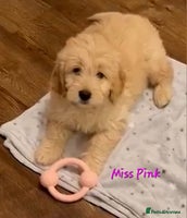 Goldendoodle dogs - Advert 7