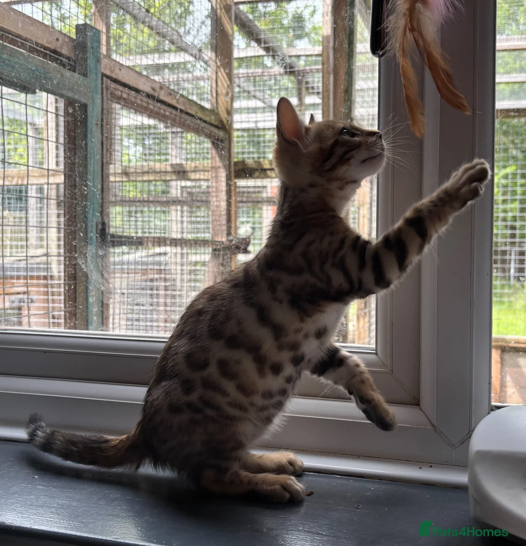 Bengal cats for sale: Pedigree SBT Male Bengal kitten - Advert 7