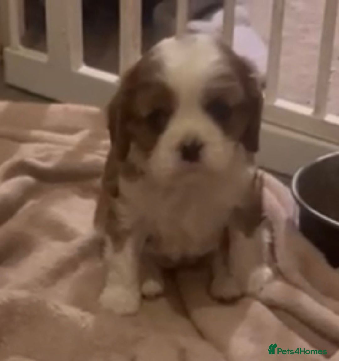 Cavalier King Charles Spaniel dogs for sale: Beautiful King Charles pups - Advert 5