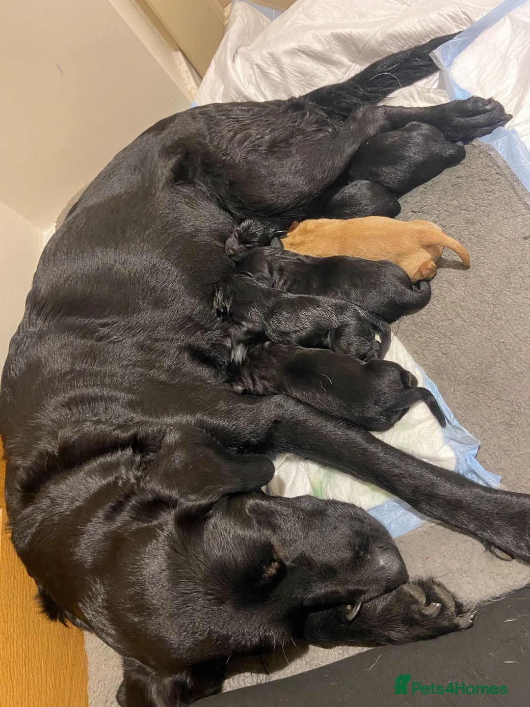 Labrador Retriever dogs for sale: Labrador Puppys ready for homes now - Advert 17
