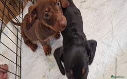 Dachshund dogs for sale: Bruce and Lois looking for their forever homes - Image 3