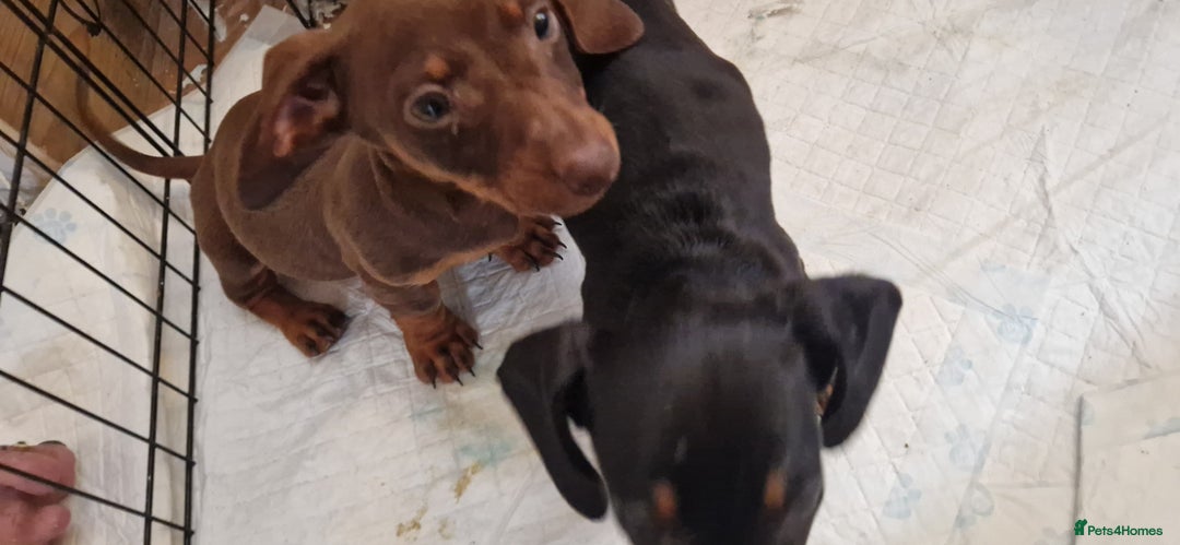 Dachshund dogs for sale: Bruce and Lois looking for their forever homes - Image 3