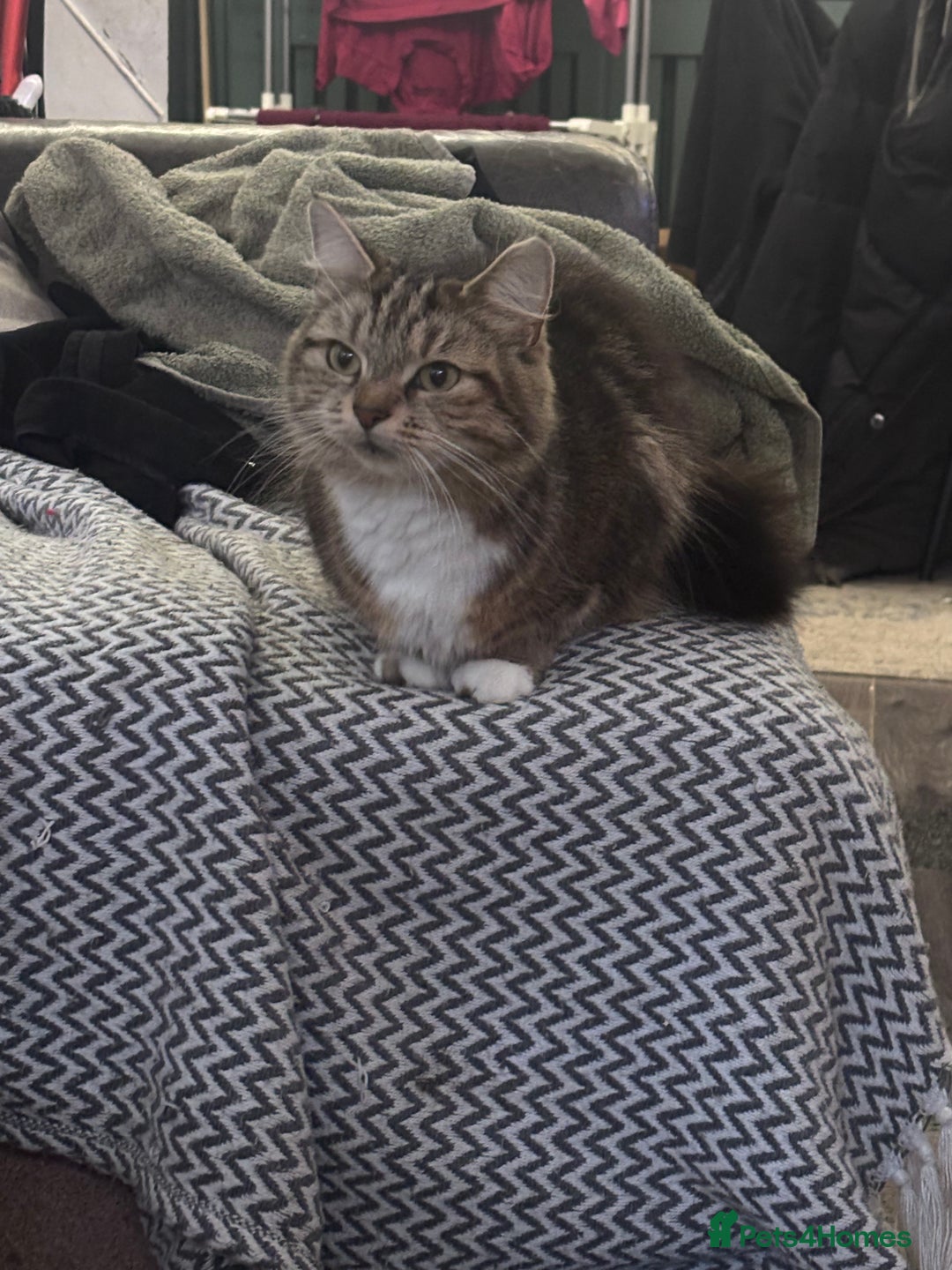 Mixed Breed cats for sale: Kittens  - Advert 2