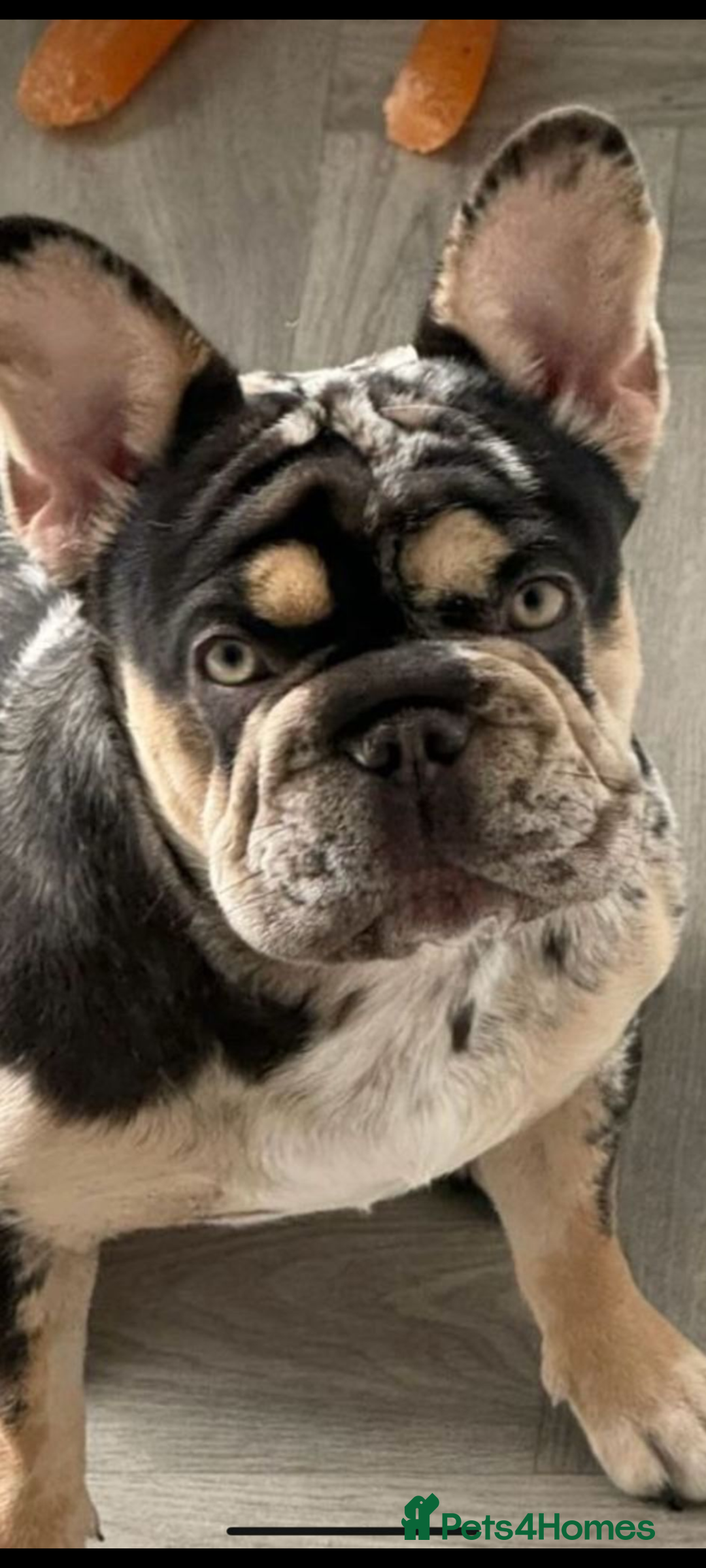 French Bulldog dogs for sale: Adult female merle french bulldog for sale - Advert 1