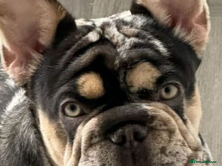 French Bulldog dogs Adult female merle french bulldog for sale - Advert 3