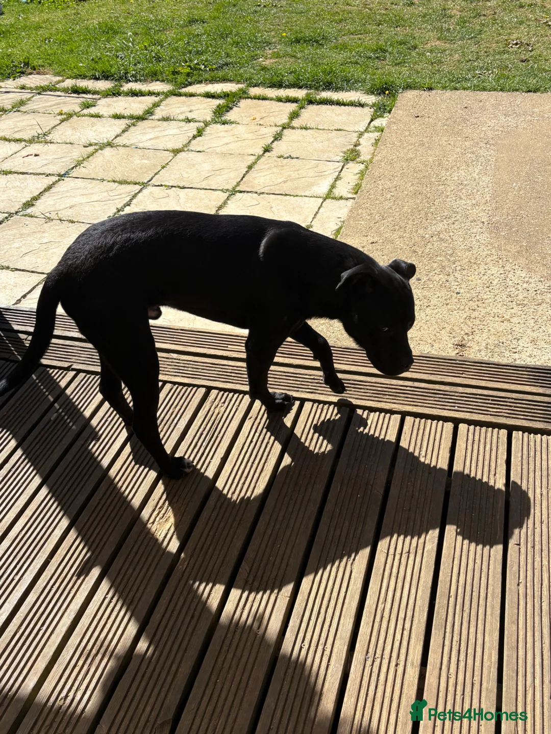 Staffordshire Bull Terrier dogs for sale: Staffy puppy - Advert 6