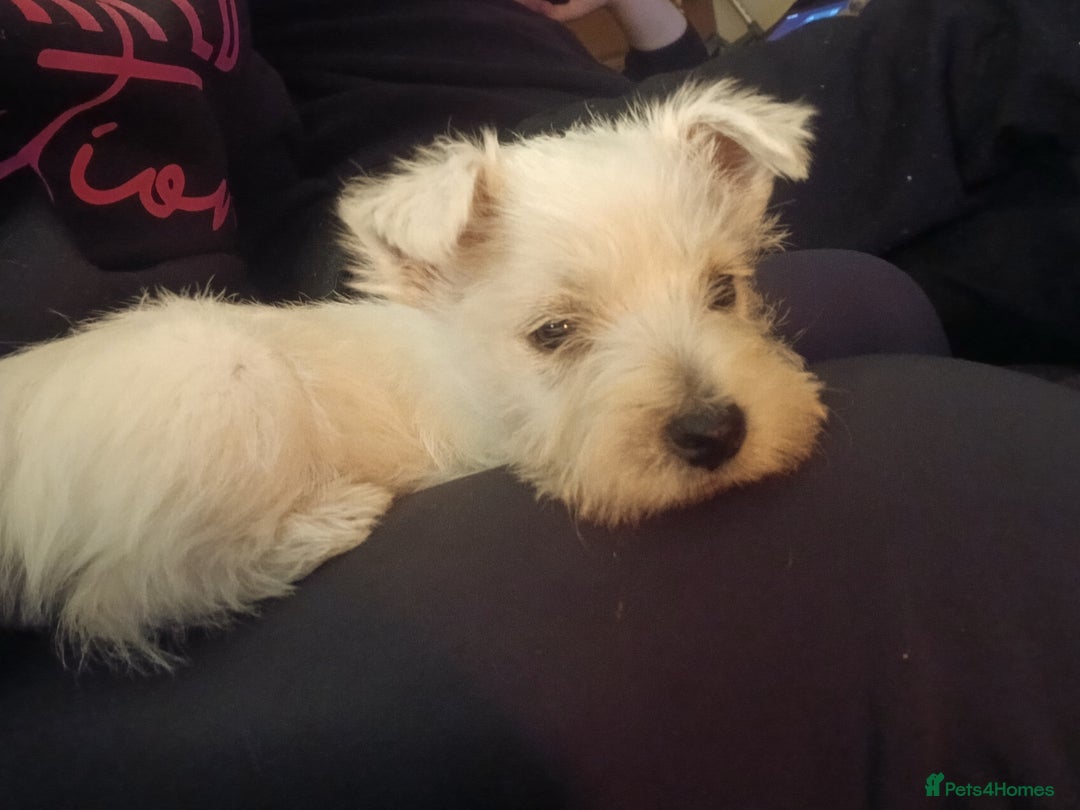 West Highland Terrier dogs for sale: We have 1 wee girl available  - Advert 2