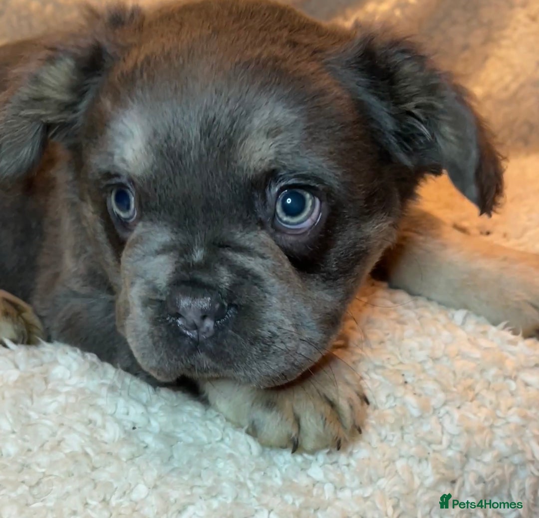 French Bulldog dogs for sale: Beautiful Fluffy Frenchie Pups - Advert 5