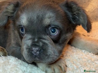 French Bulldog dogs Beautiful Fluffy Frenchie Pups - Advert 14