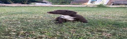 Cocker Spaniel dogs for sale: Working Cocker Spaniel Puppies  - Advert 4