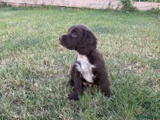 Cocker Spaniel dogs Working Cocker Spaniel Puppies - Advert 1