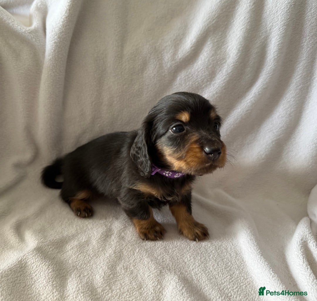 Miniature Dachshund dogs for sale: Pedigree Miniature Long haired Dachshund - Image 5