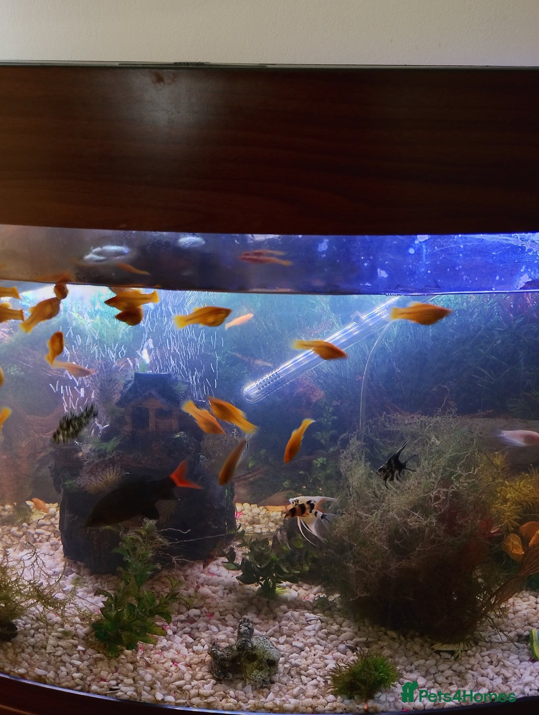 Mollies fish for sale: Young Mollies, endlers and cherry shrimp.  - Advert 3