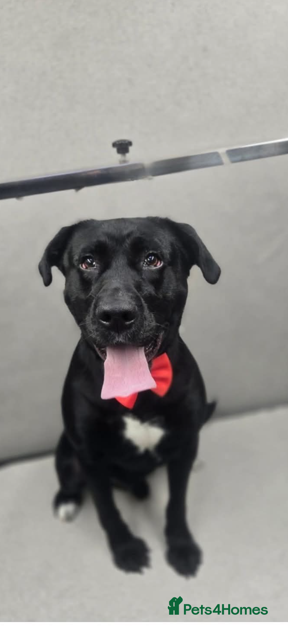 Mixed Breed dogs Loving patient home needed - Advert 1