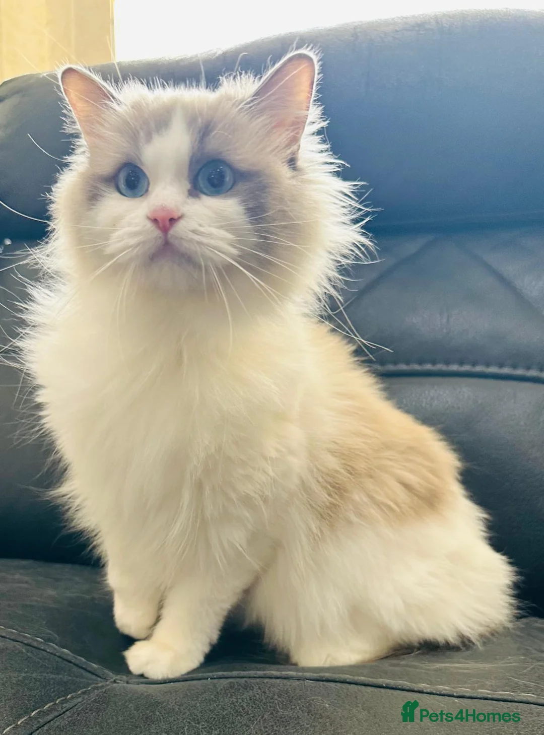 Ragdoll cats for sale: Stunning female ragdoll cats for sale  - Advert 2