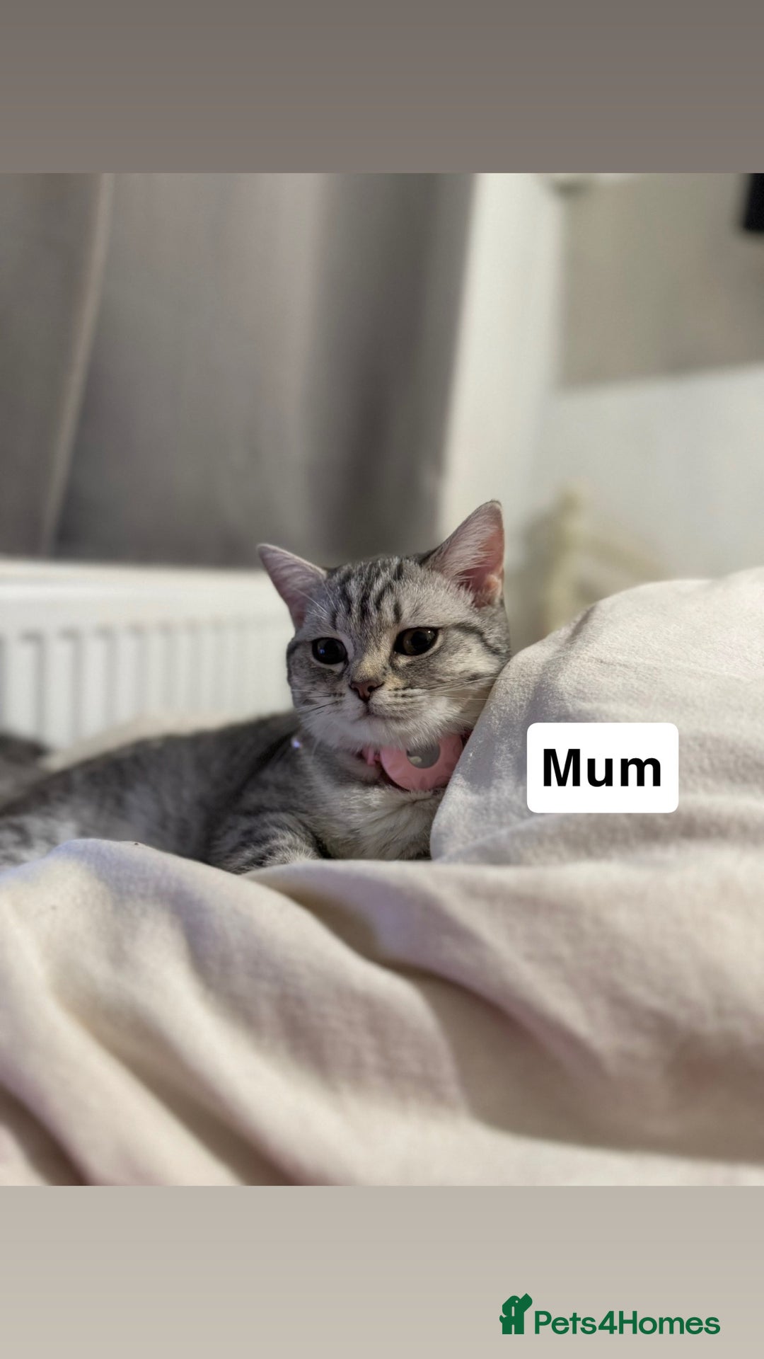 British Shorthair cats for sale: 🐾 Beautiful British Shorthair Kittens 🐾 - Advert 5