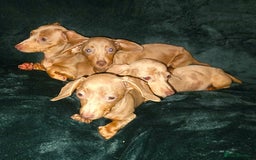 Miniature Dachshund dogs for sale: adorable littel puppies - Image 6