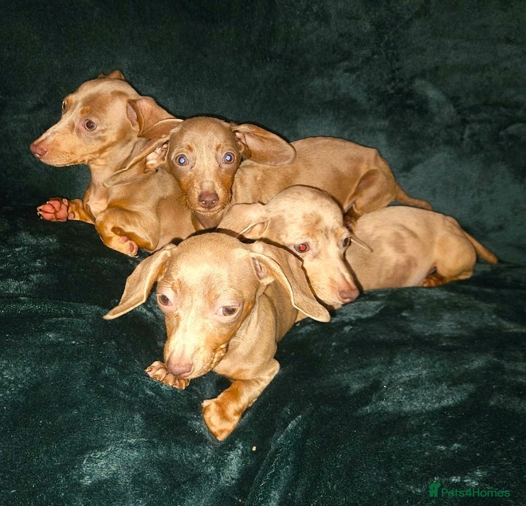 Miniature Dachshund dogs for sale: adorable littel puppies - Image 6