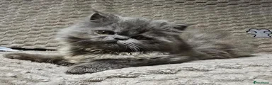 Persian 2