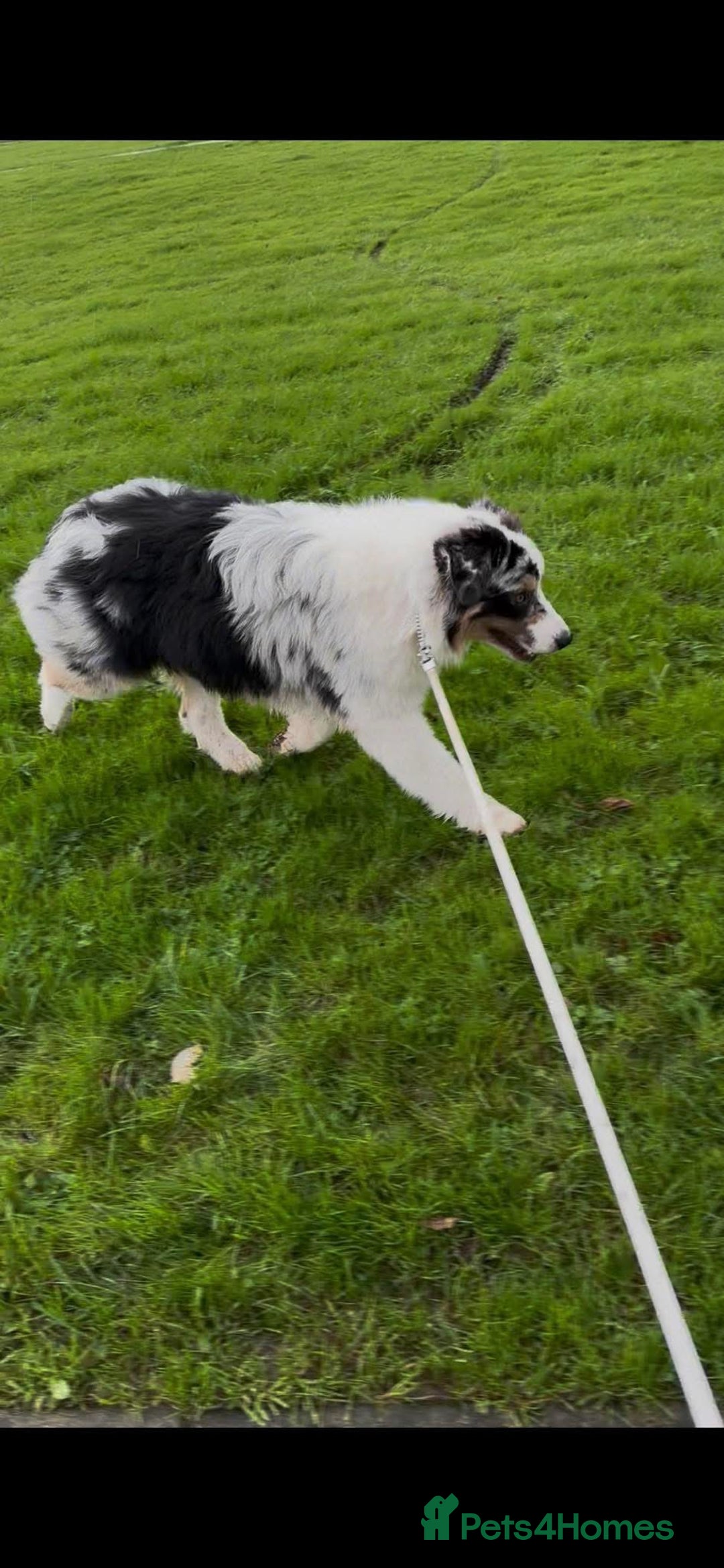 Australian Shepherd dogs for sale: Australian shepherd dog  - Advert 10