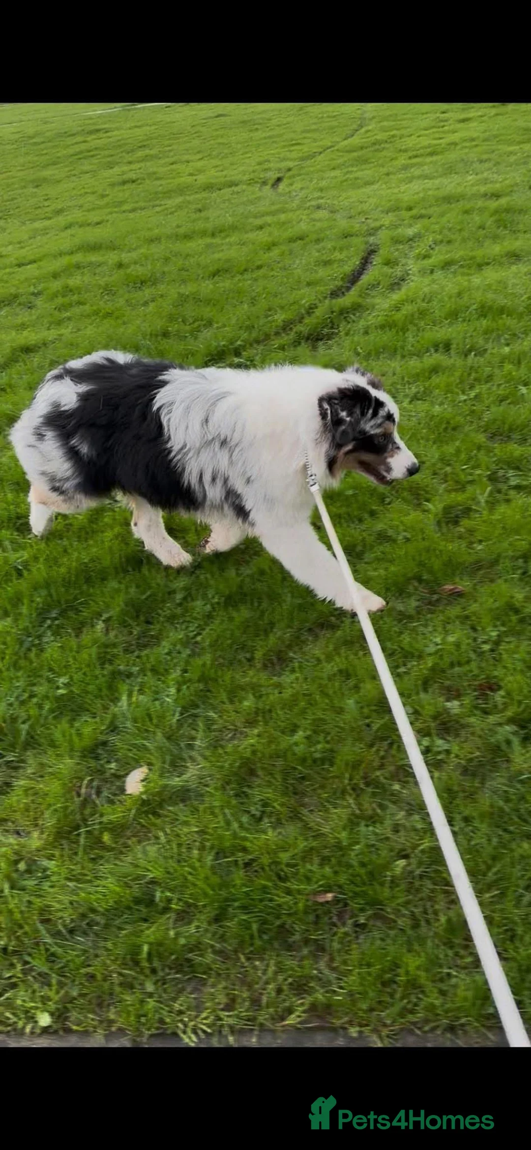 Australian Shepherd dogs for sale: Australian shepherd dog  - Advert 10