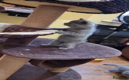 British Shorthair cats for sale: Britsh shorthair Pure blue boys  - Image 10
