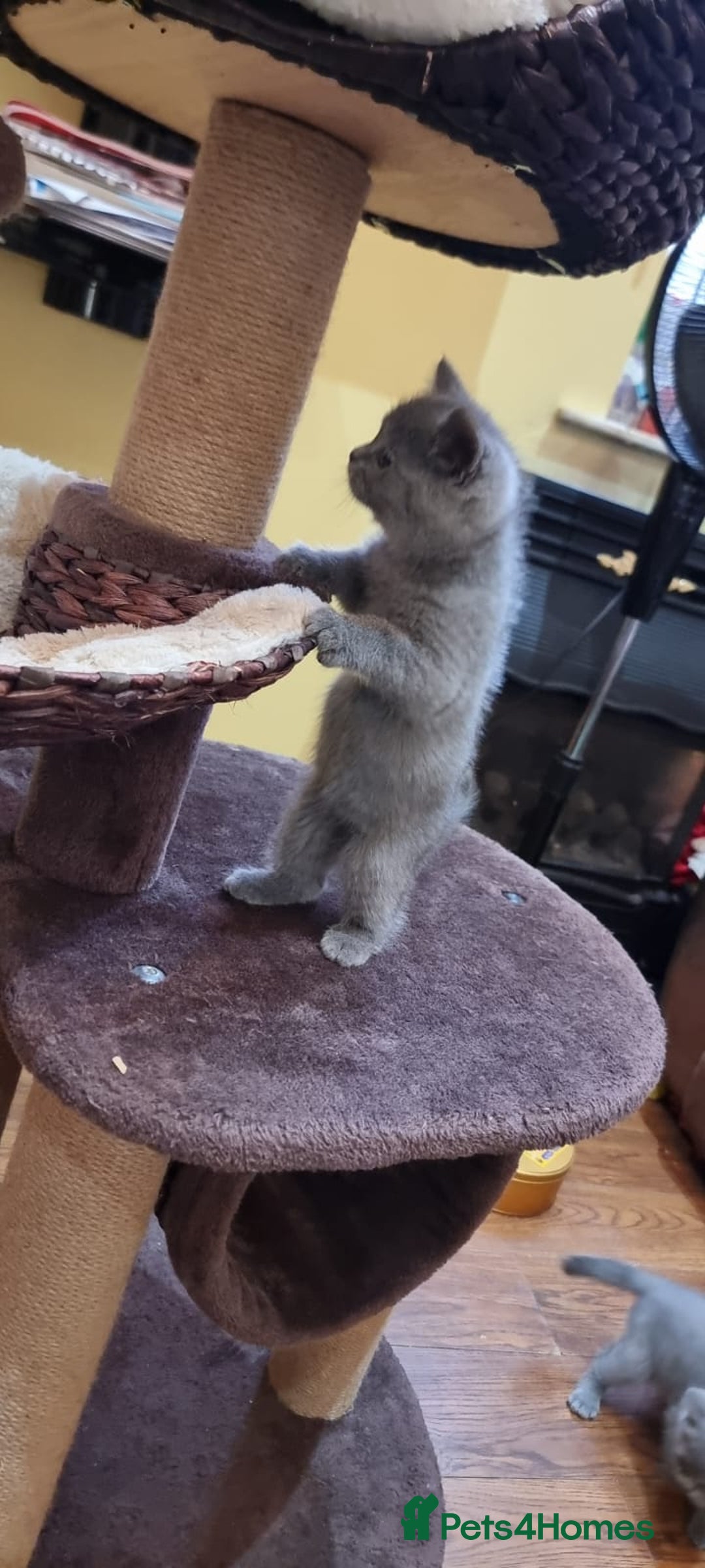 British Shorthair cats for sale: Britsh shorthair Pure blue boys  - Image 10