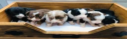 Border Collie dogs for sale: Stubleywood Border Collies - Advert 5