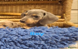 Miniature Dachshund dogs for sale: Minature Dachshund - Image 16