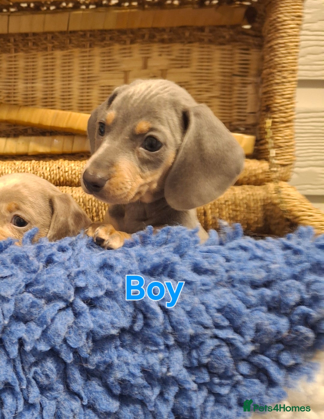 Miniature Dachshund dogs for sale: Minature Dachshund - Image 16