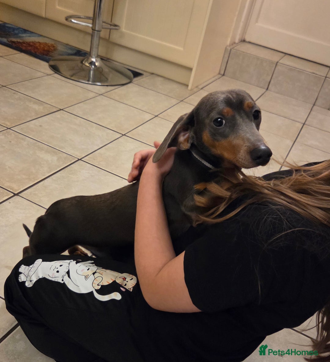Dachshund dogs for sale: 1 year old Dachshund looking for new home  - Advert 1
