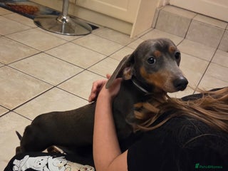 Dachshund dogs 1 year old Dachshund looking for new home - Advert 1