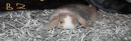 Mini Lop rabbits for sale: 5 Mini Lop x Mini Plush babies  - Advert 10