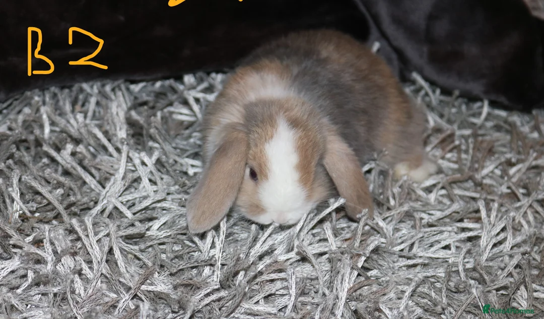 Mini Lop rabbits for sale: 5 Mini Lop x Mini Plush babies  - Advert 10