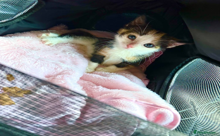 Domestic Shorthair cats - Advert 1