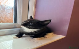 British Shorthair cats for sale: 3 kittens Available as of today 21/09/2025 - Image 5