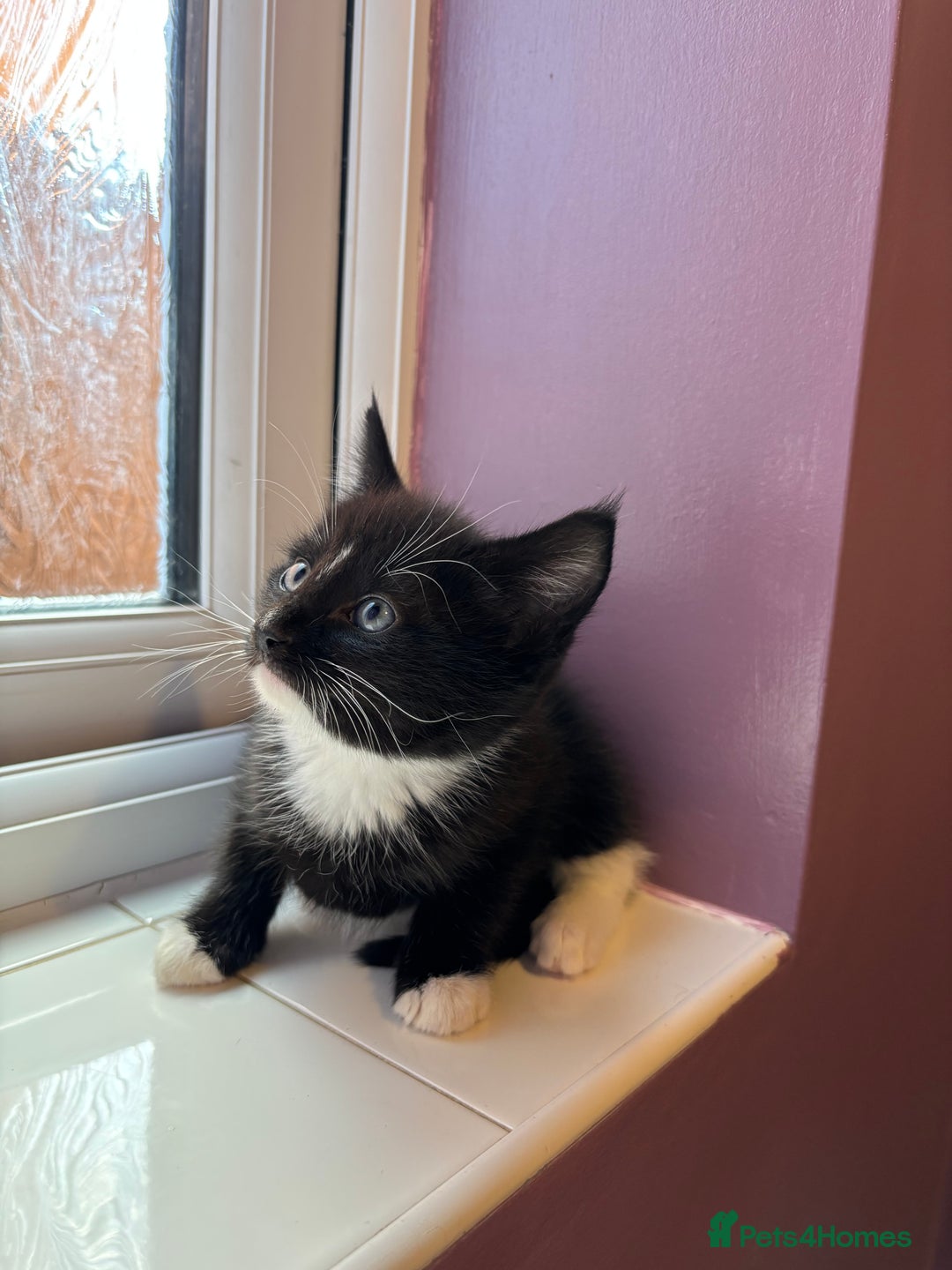 British Shorthair cats for sale: 3 kittens Available as of today 21/09/2025 - Image 5