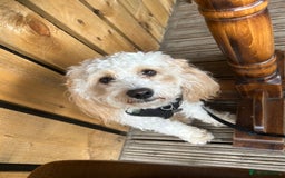 Cavapoo dogs for sale: 1 year old Cavapoo - Image 4