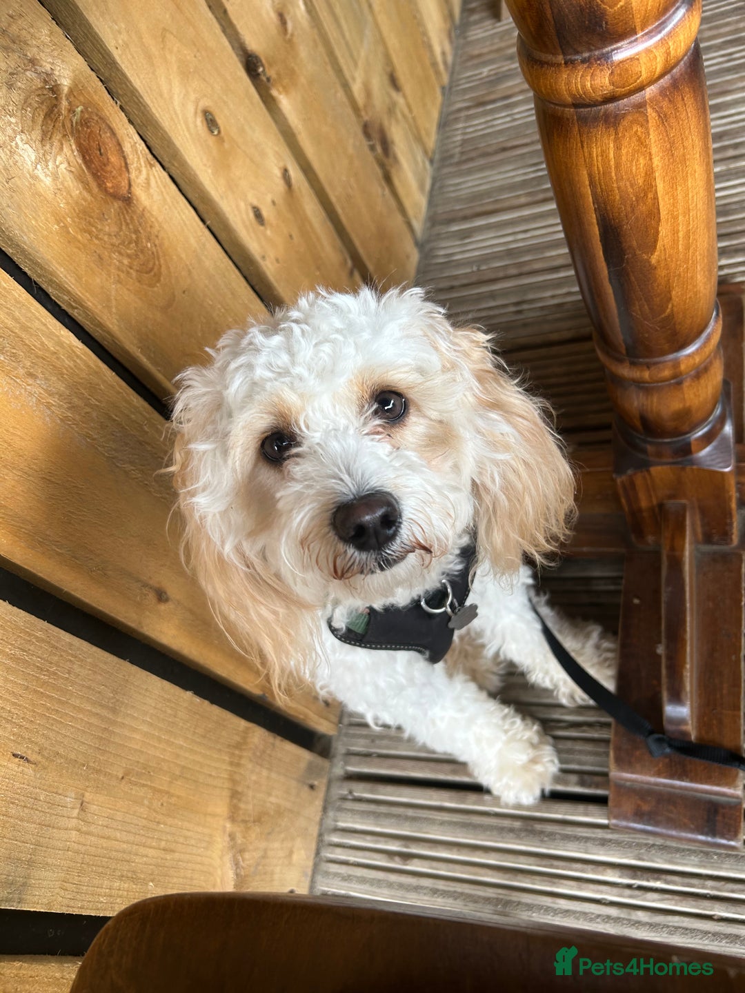 Cavapoo dogs for sale: 1 year old Cavapoo - Image 4