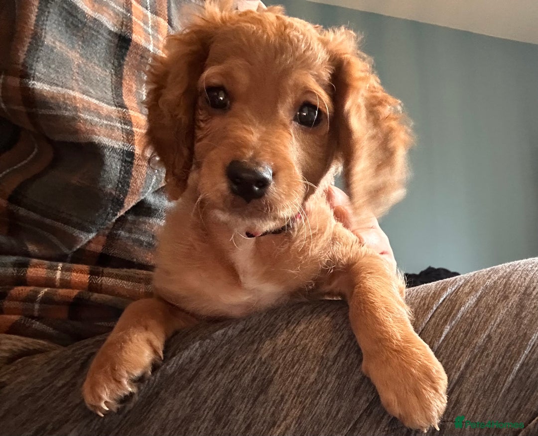 Cockapoo dogs for sale: 🐶 8 Gorgeous F2 Cockapoo Puppies – Ready Soon! 🏡 - Advert 12